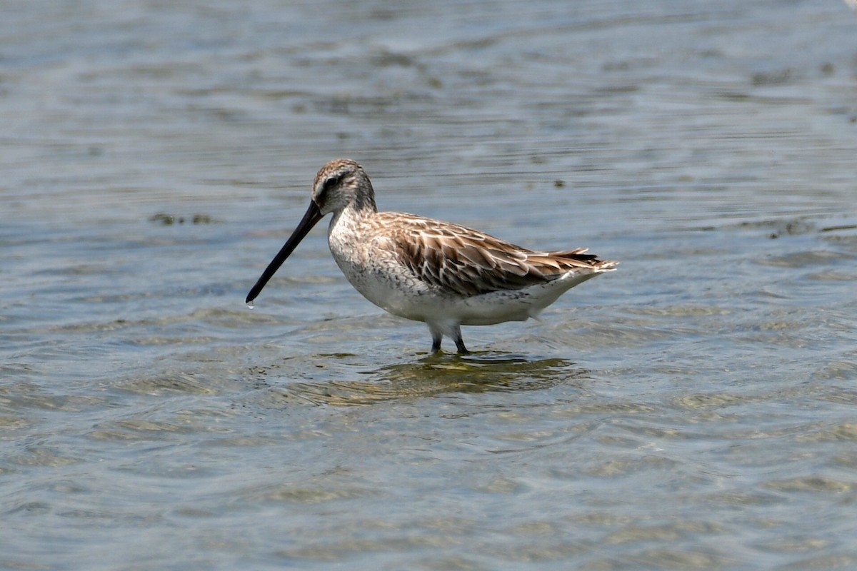 Asian Dowitcher - ML616259072
