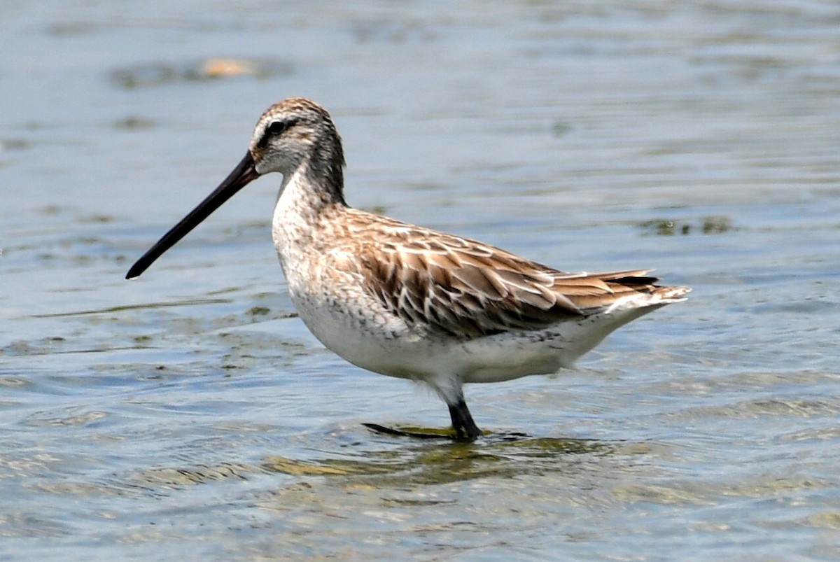 Asian Dowitcher - ML616259073