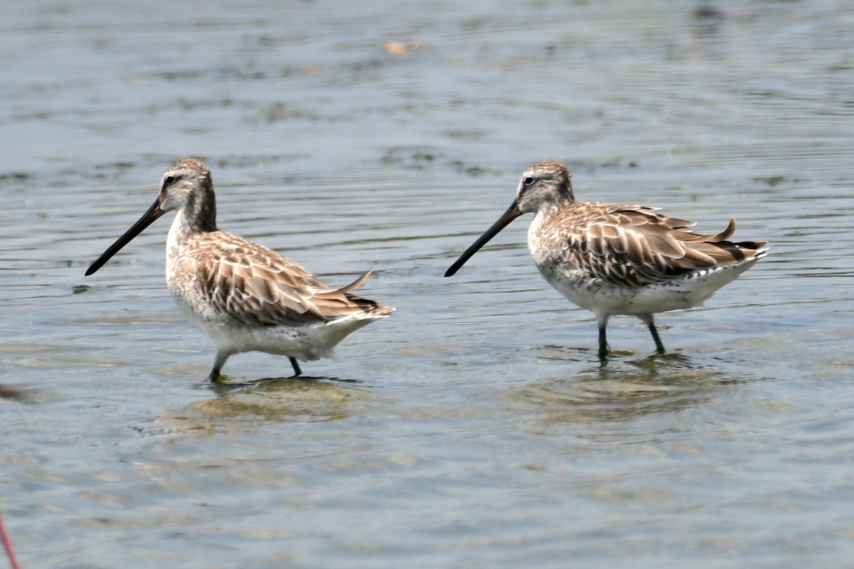Asian Dowitcher - ML616259074