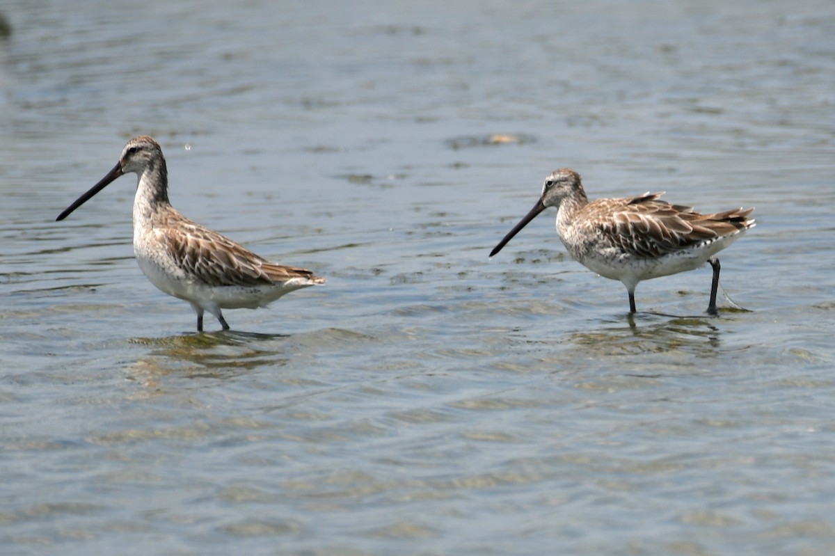 Asian Dowitcher - ML616259075