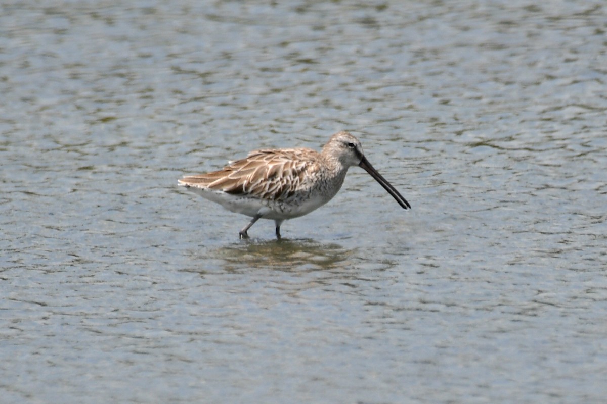 Asian Dowitcher - ML616259076