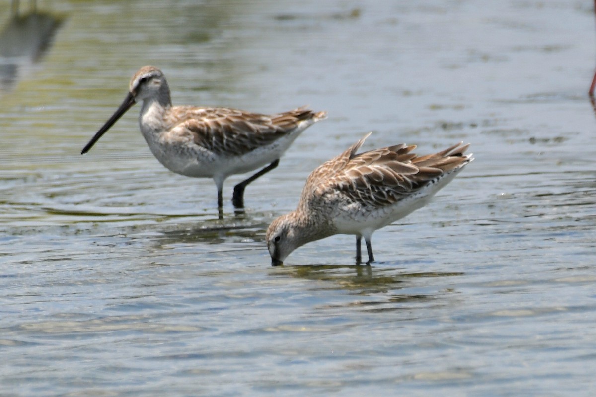 Asian Dowitcher - ML616259077