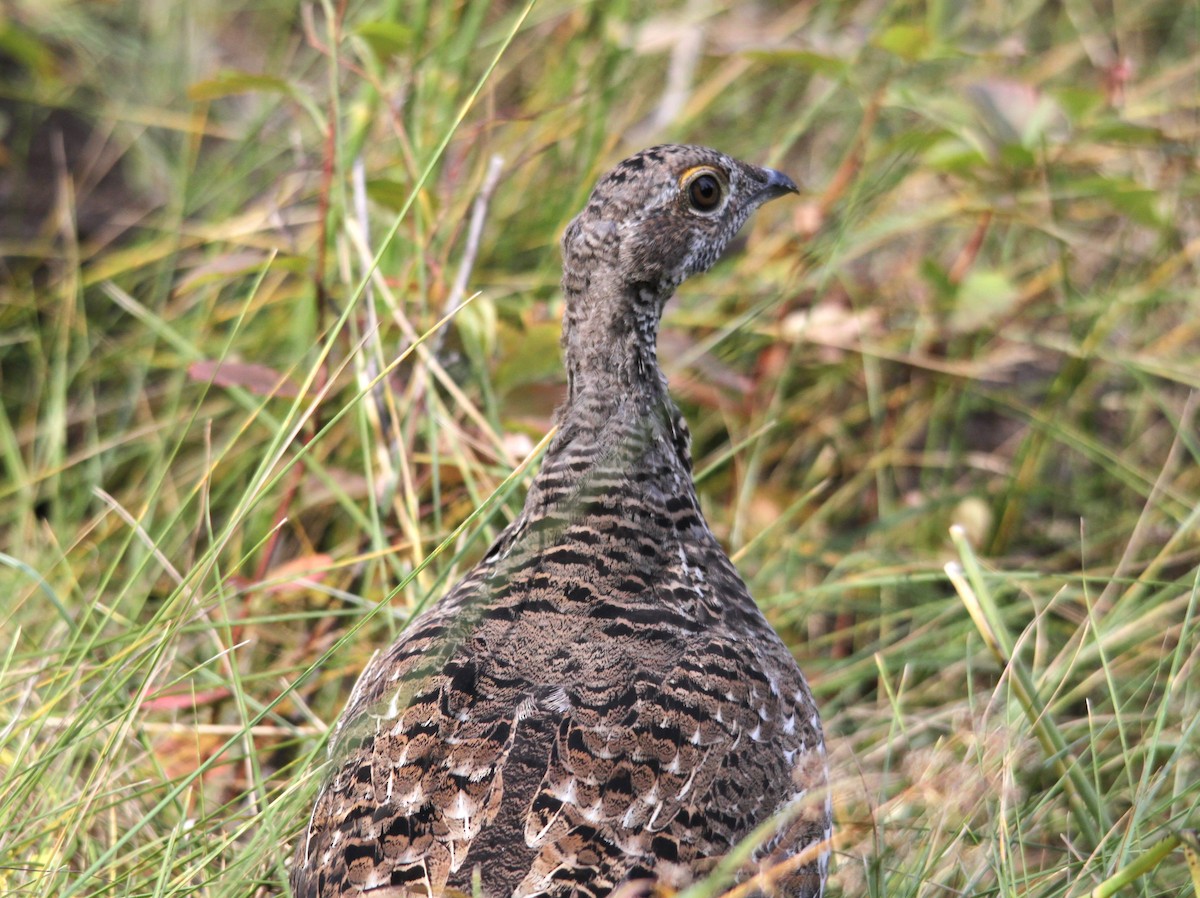 Dusky Grouse - ML616259171