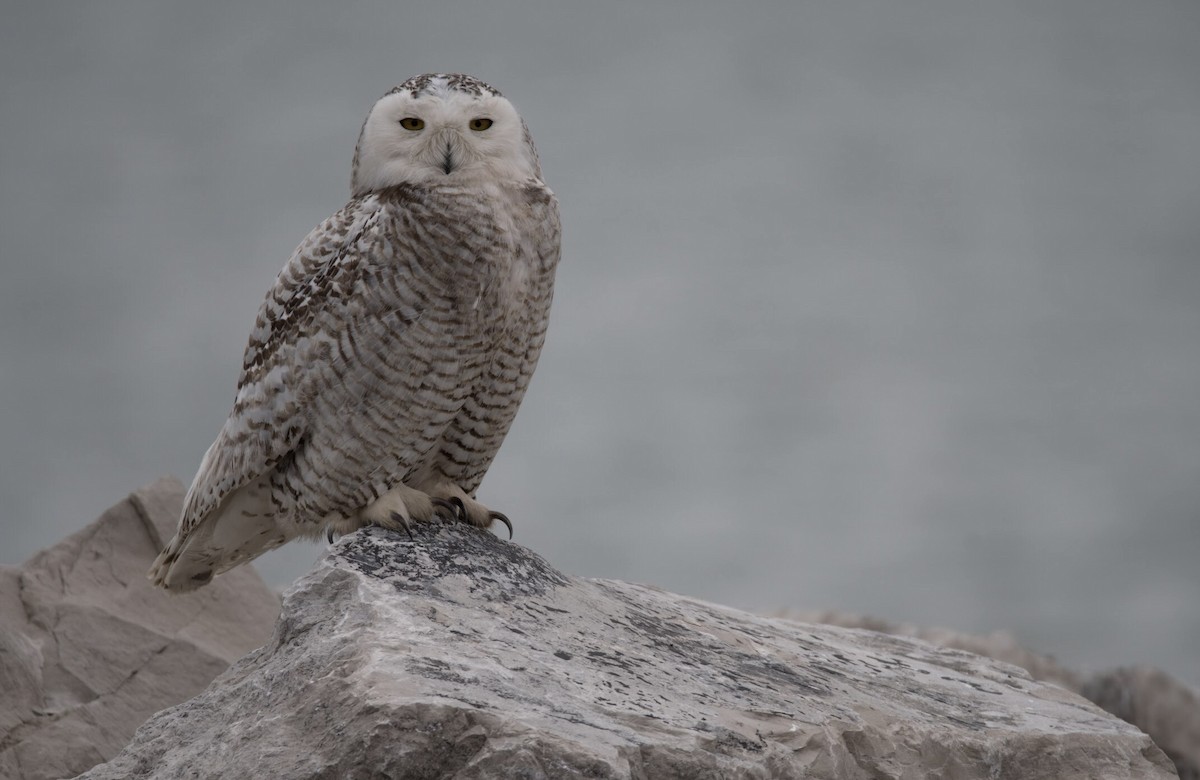 Snowy Owl - Justin Labadie