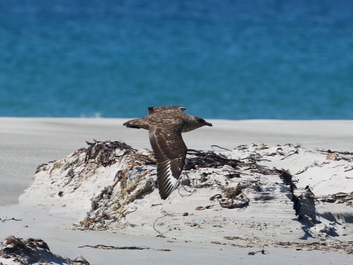 Brown Skua (Falkland) - ML616259233