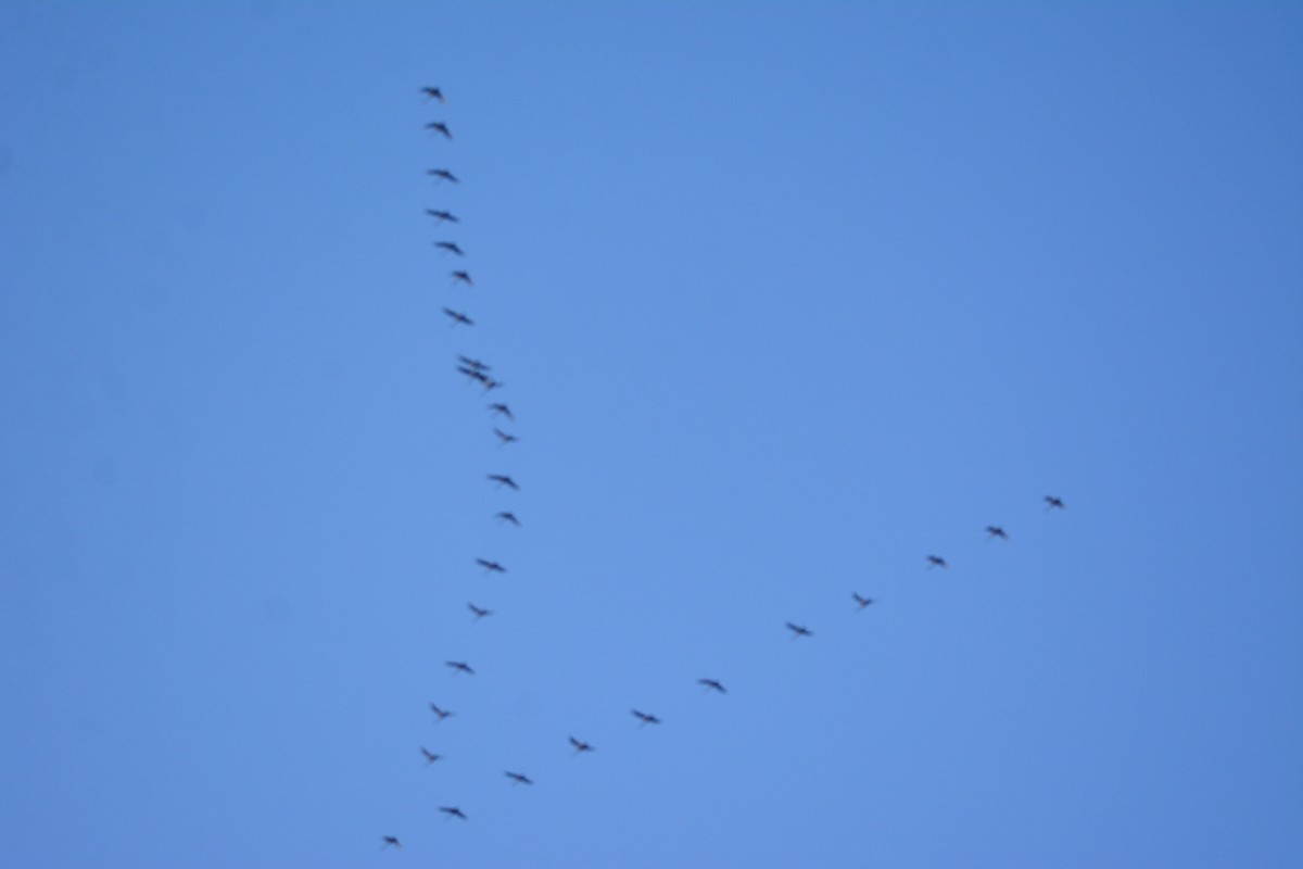 Tundra Swan - darrick ressler