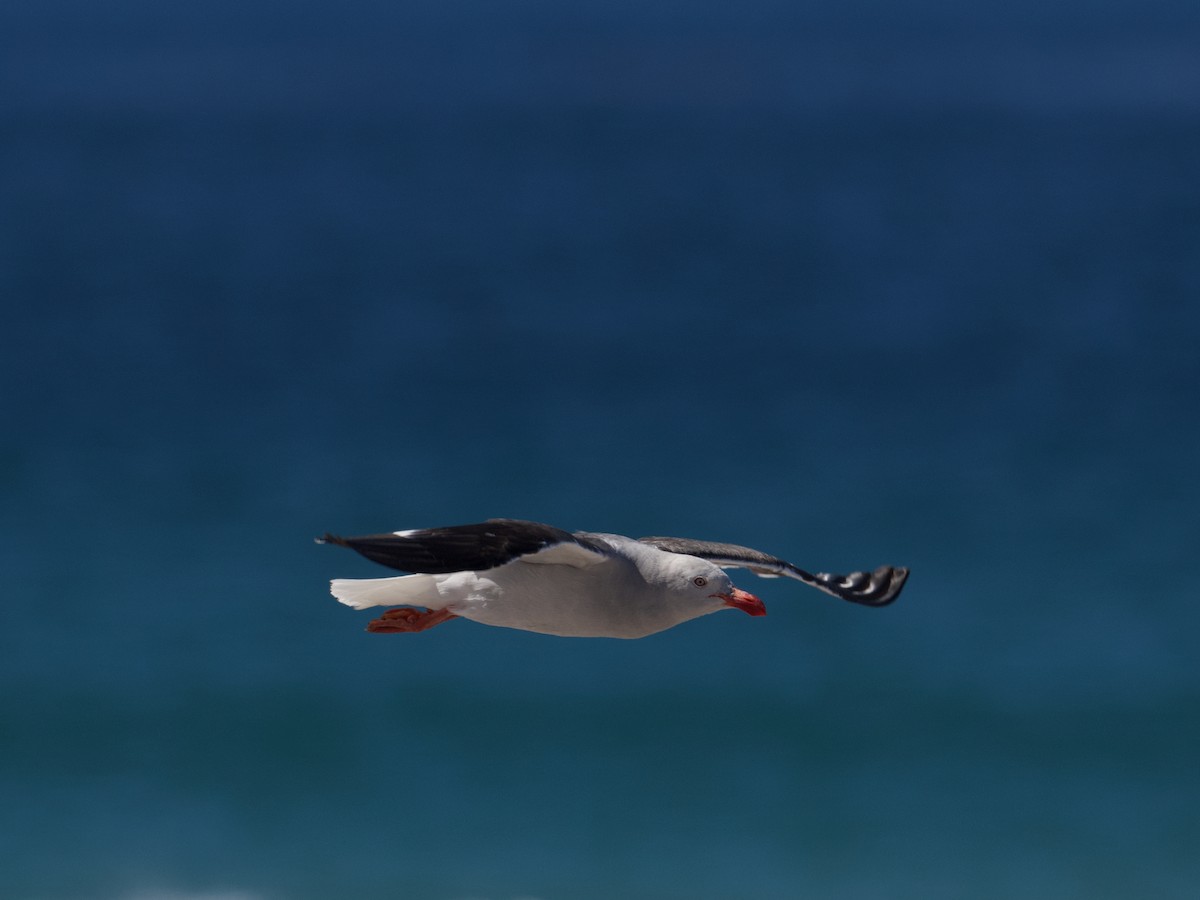 Dolphin Gull - ML616259245