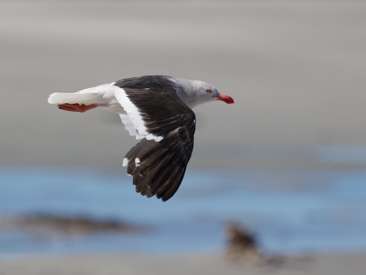 Dolphin Gull - Michael Tromp