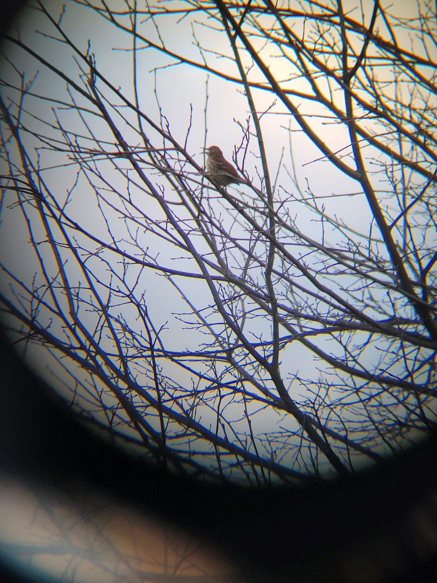 Brown Thrasher - ML616259256