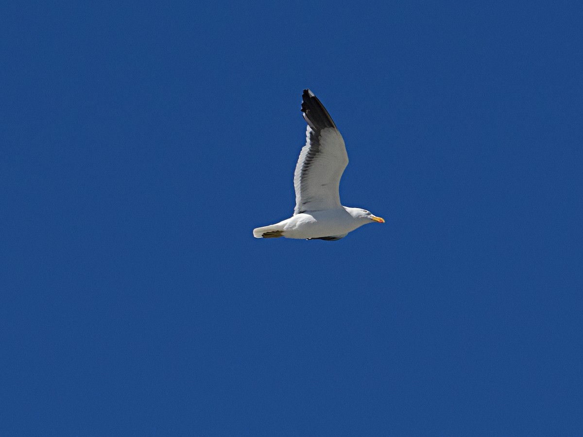 Gaviota Cocinera - ML616259258