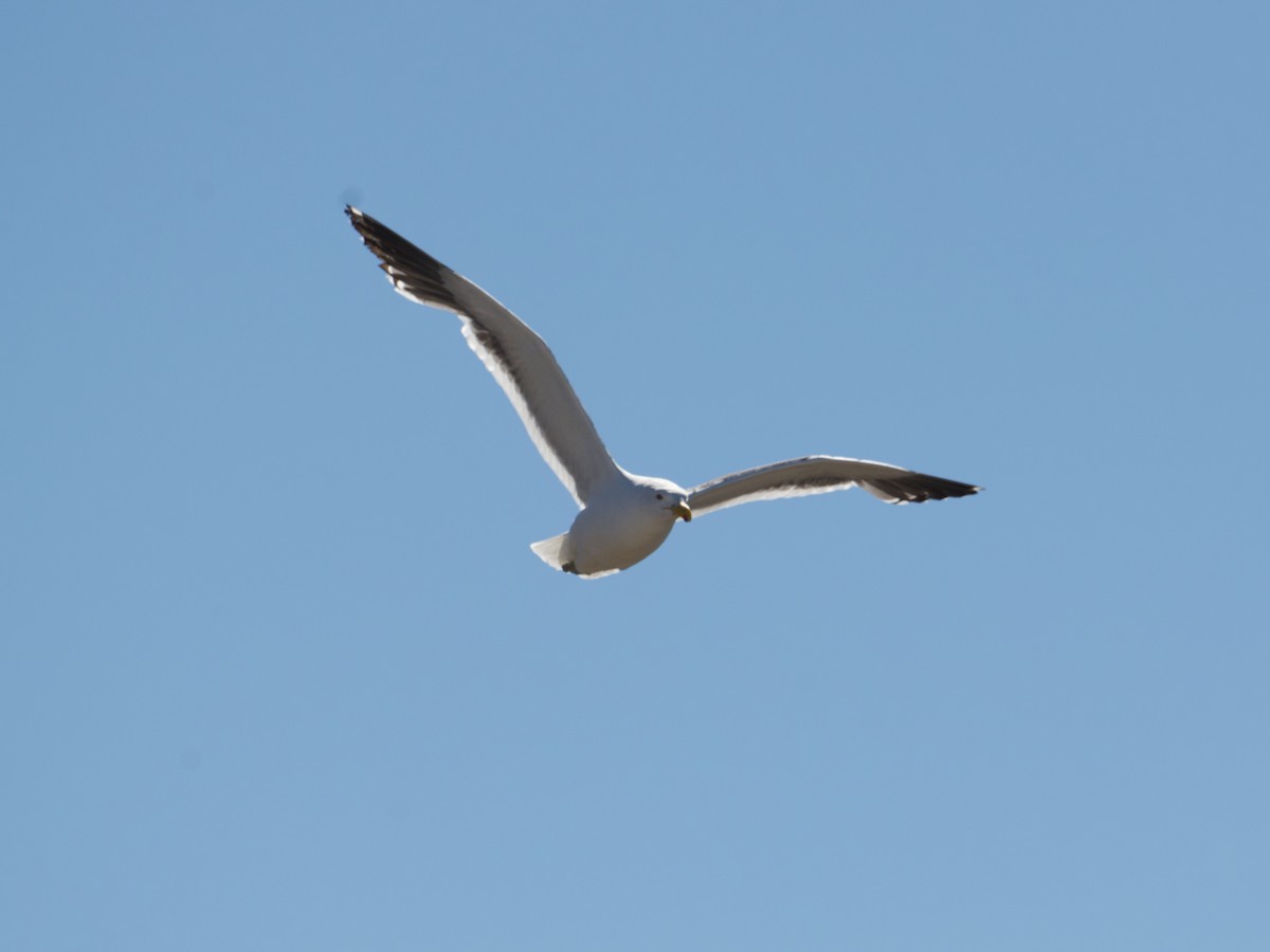 Gaviota Cocinera - ML616259259