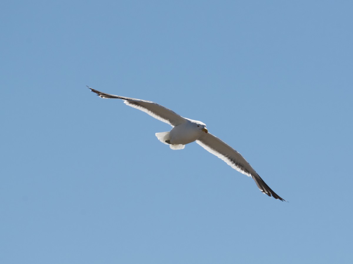 Kelp Gull - ML616259260