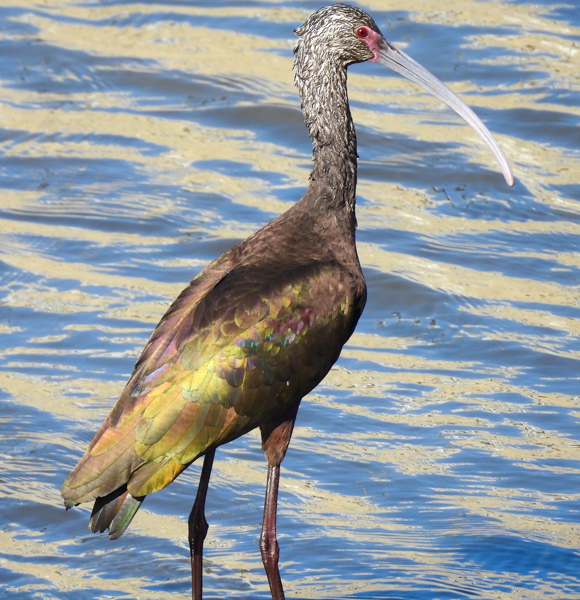 ibis americký - ML616259261