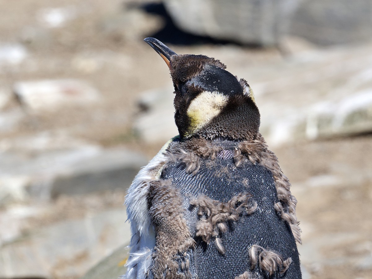 King Penguin - Michael Tromp