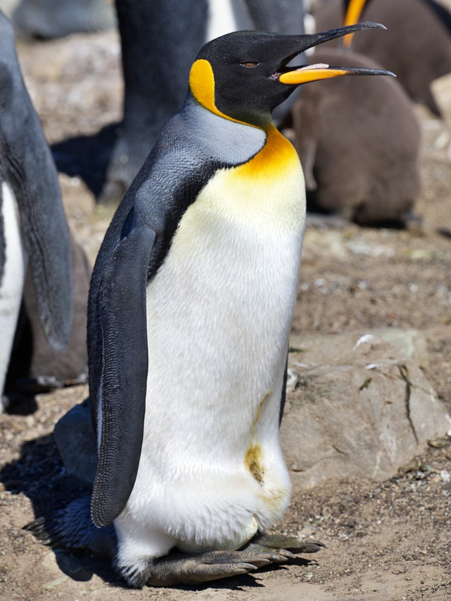 Королевский пингвин - ML616259276