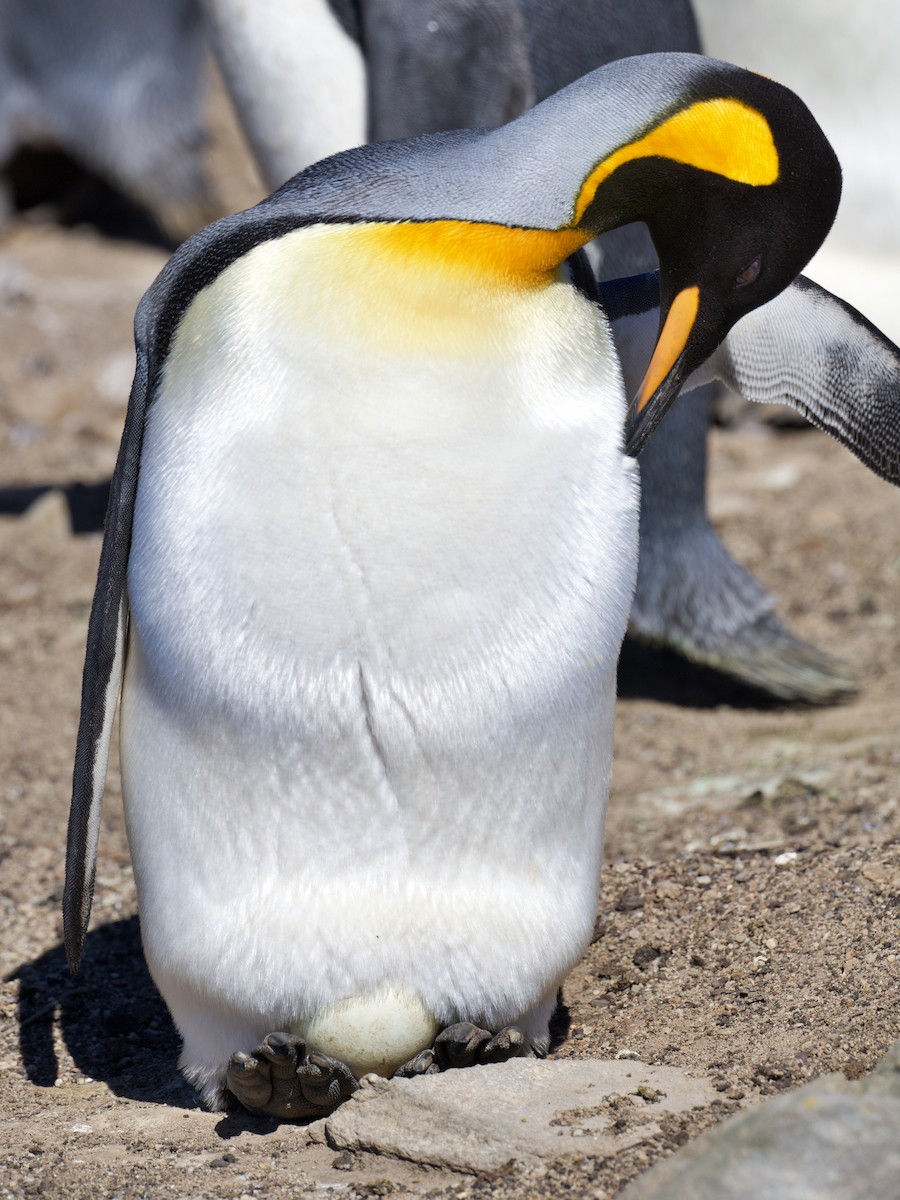 Pingüino Rey - ML616259277