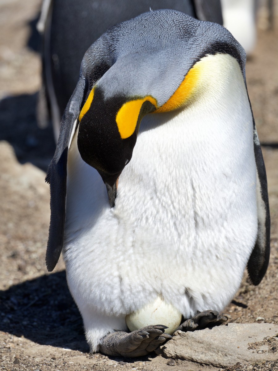 Pingüino Rey - ML616259280