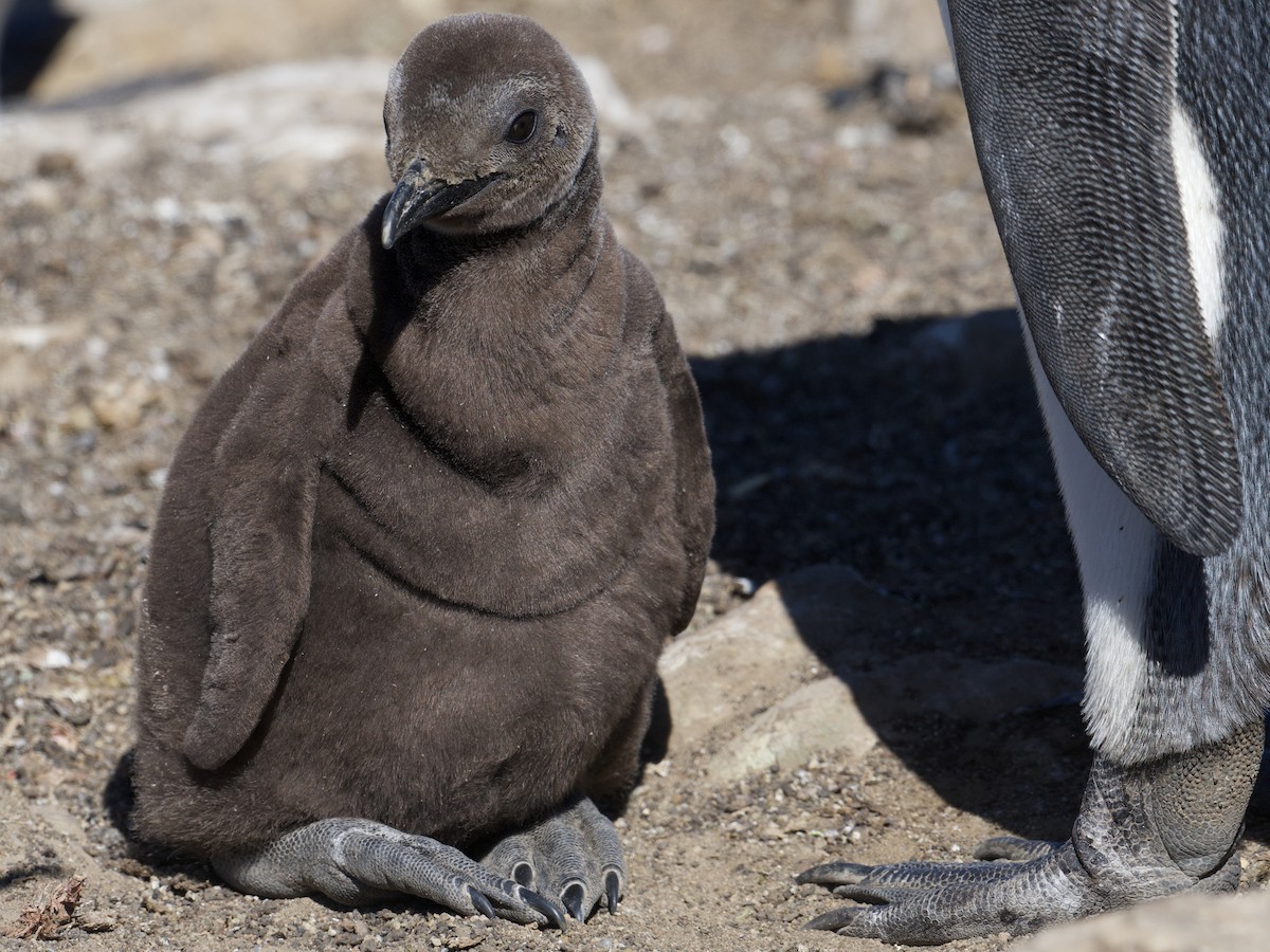tučňák patagonský - ML616259281