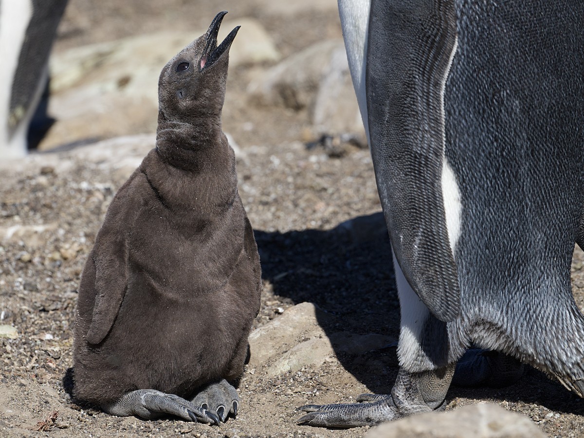 Pingüino Rey - ML616259282