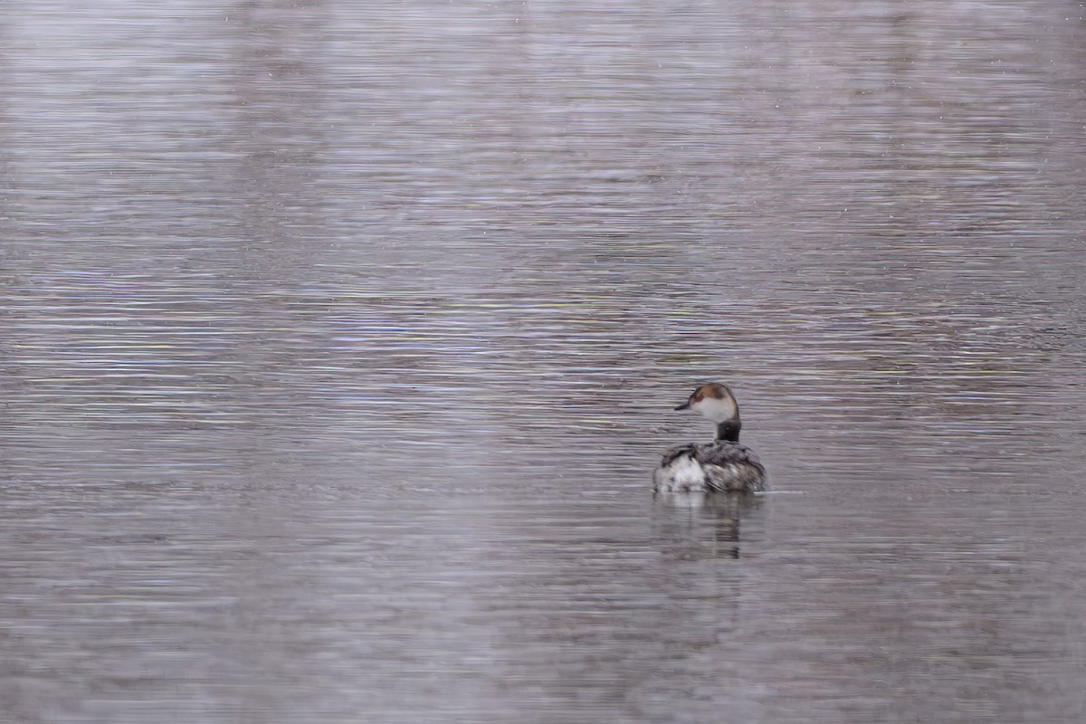 Horned Grebe - ML616259295