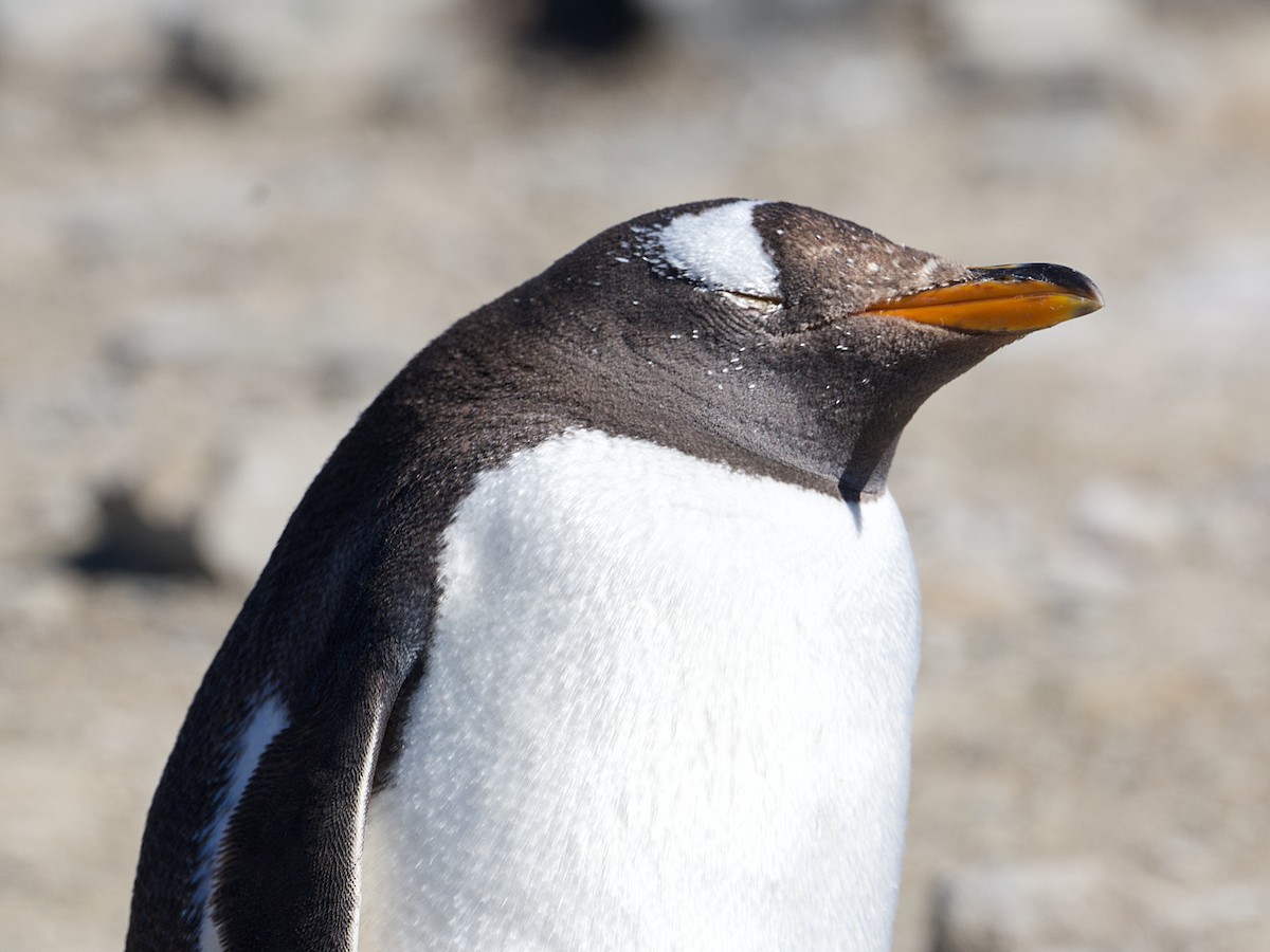 Gentoo Penguin - ML616259298