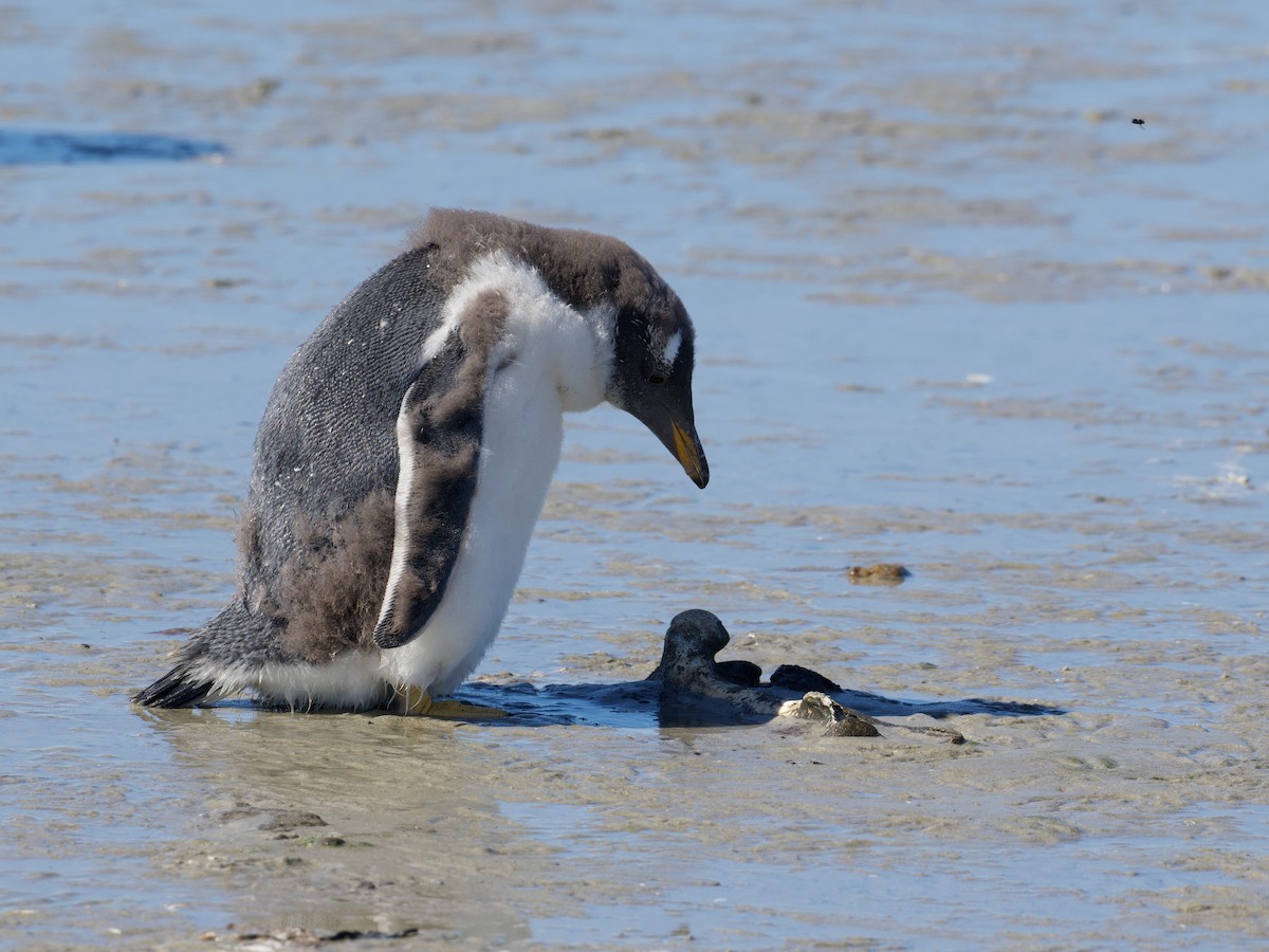 Pingüino Juanito - ML616259299