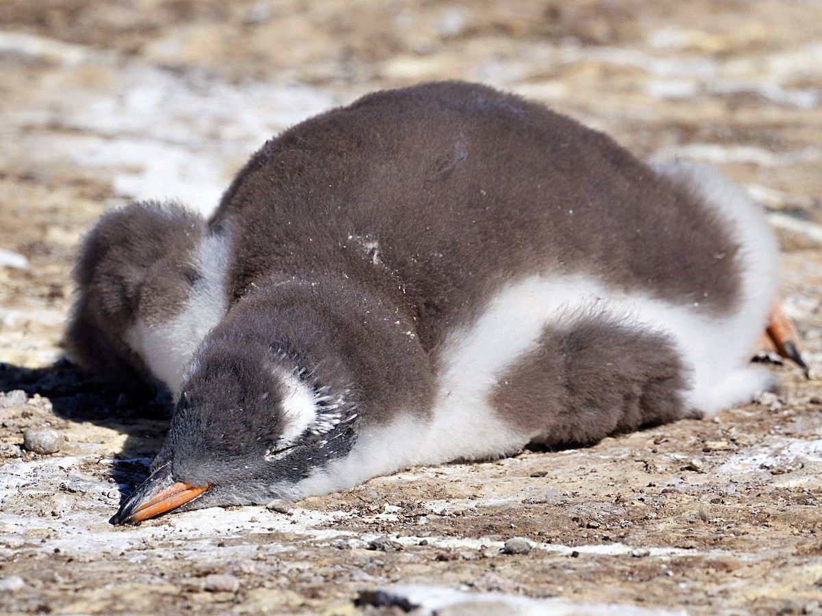 tučňák oslí - ML616259300