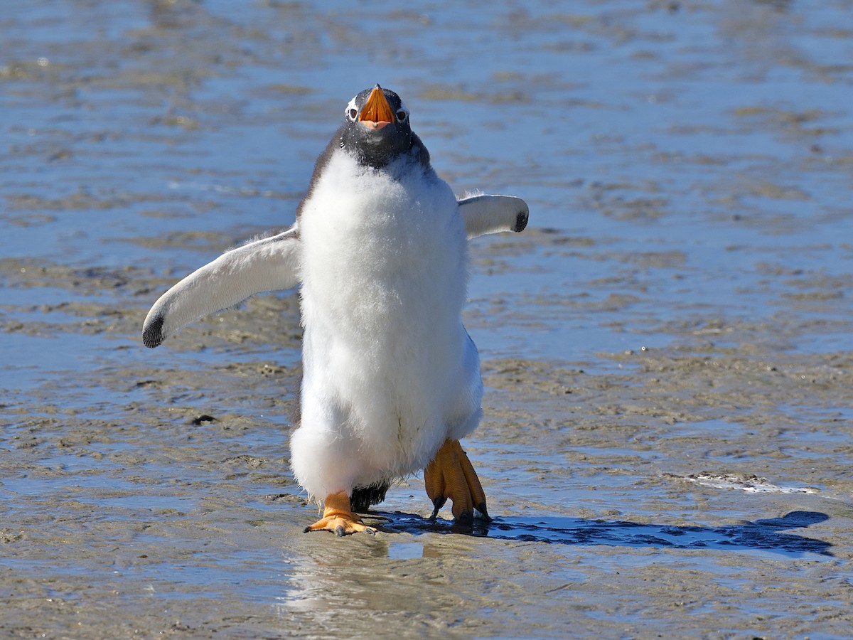 Gentoo Penguin - ML616259302