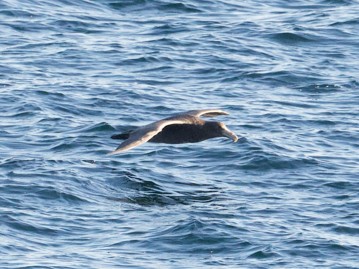 Southern Giant-Petrel - ML616259325