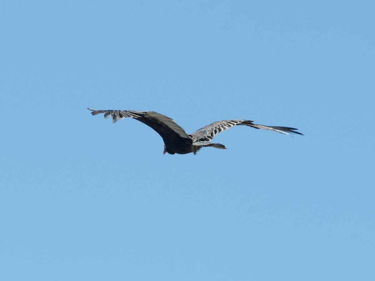 Turkey Vulture - ML616259337