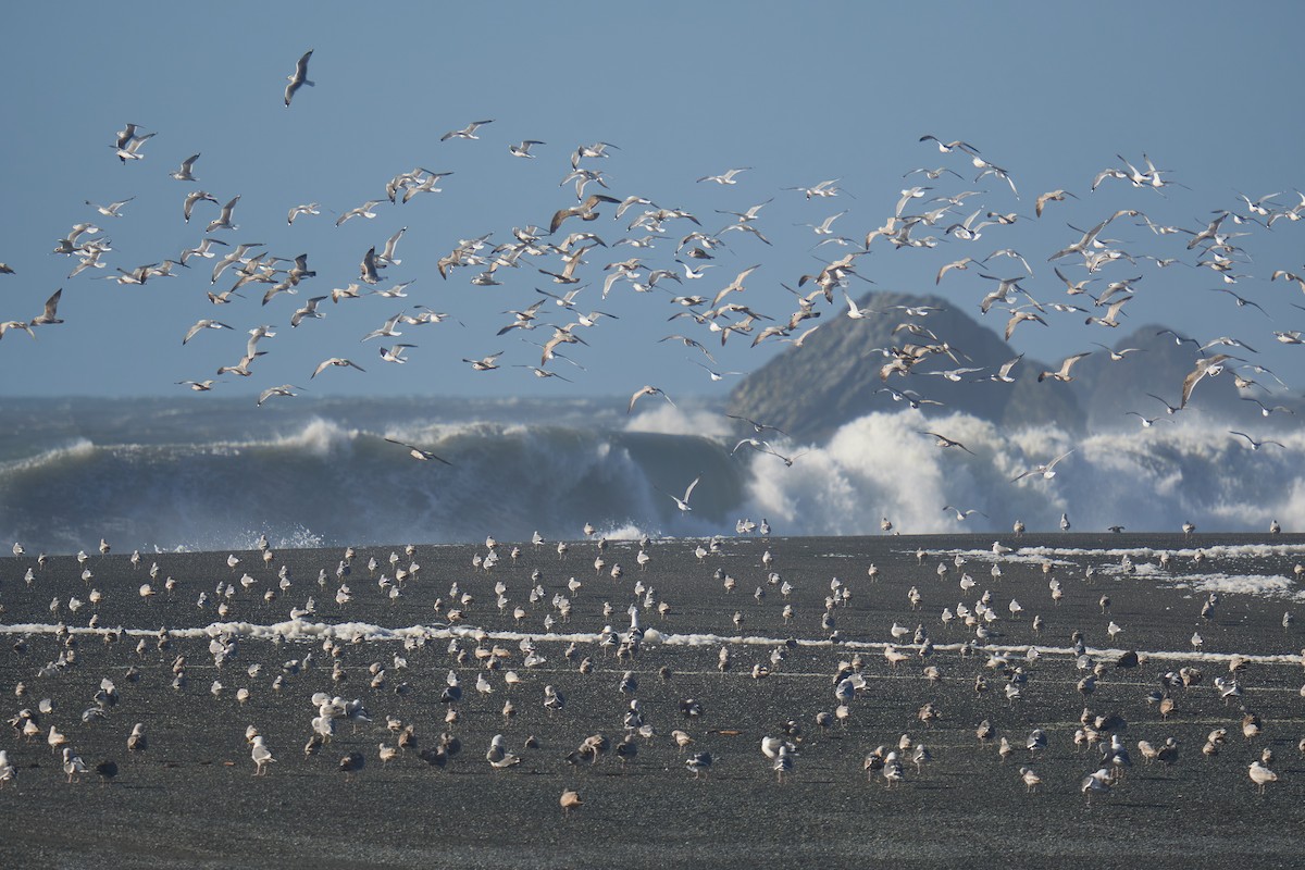 Short-billed Gull - ML616259346