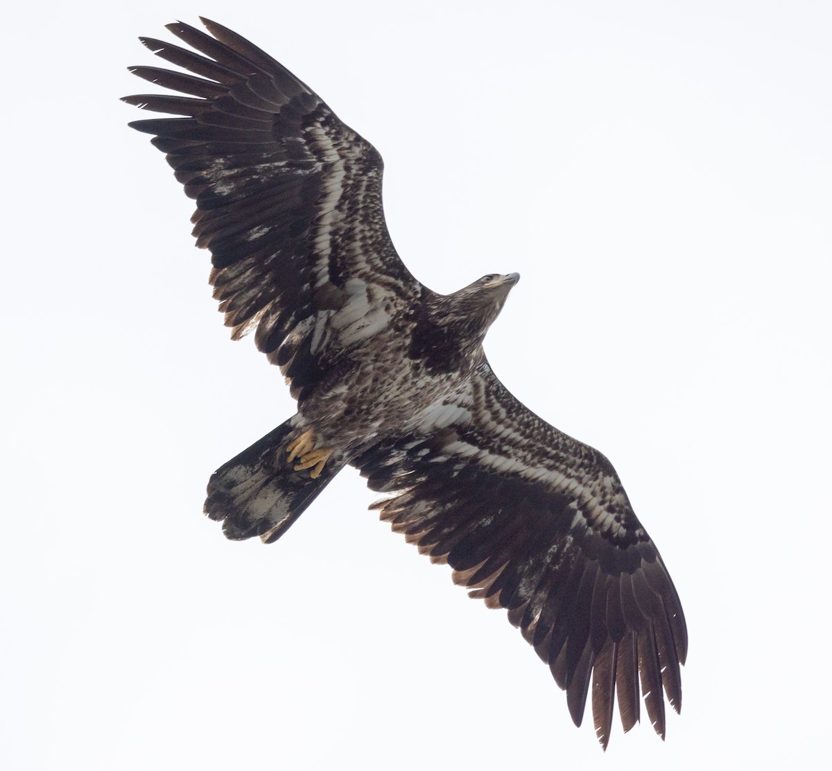 Bald Eagle - Greg Harrington