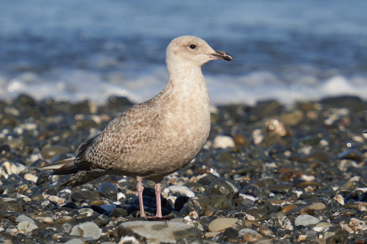 Goéland arctique (thayeri) - ML616259379