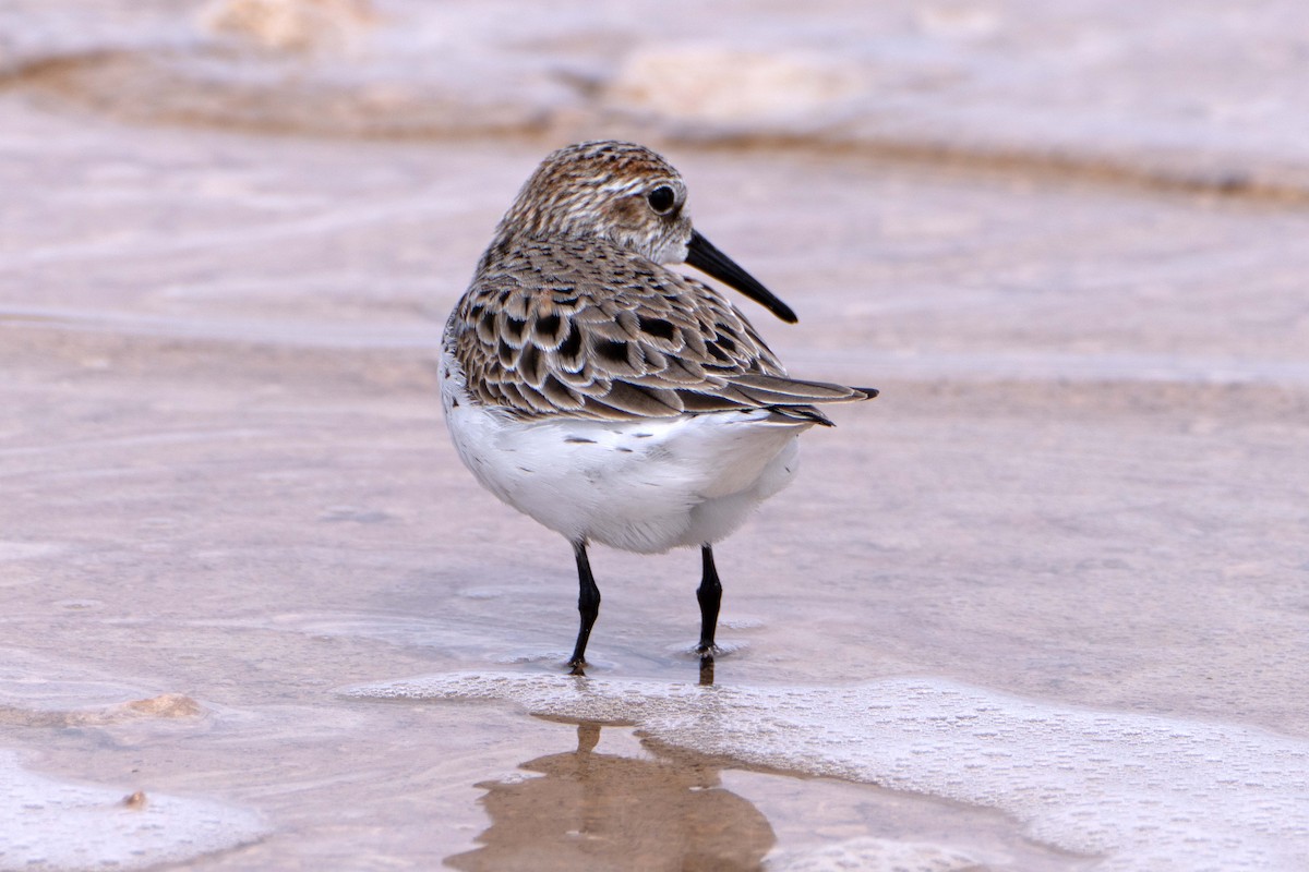 Western Sandpiper - Susan Elliott