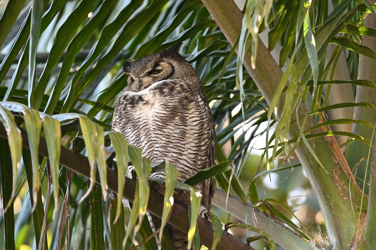 Great Horned Owl - Caitlin Morrow