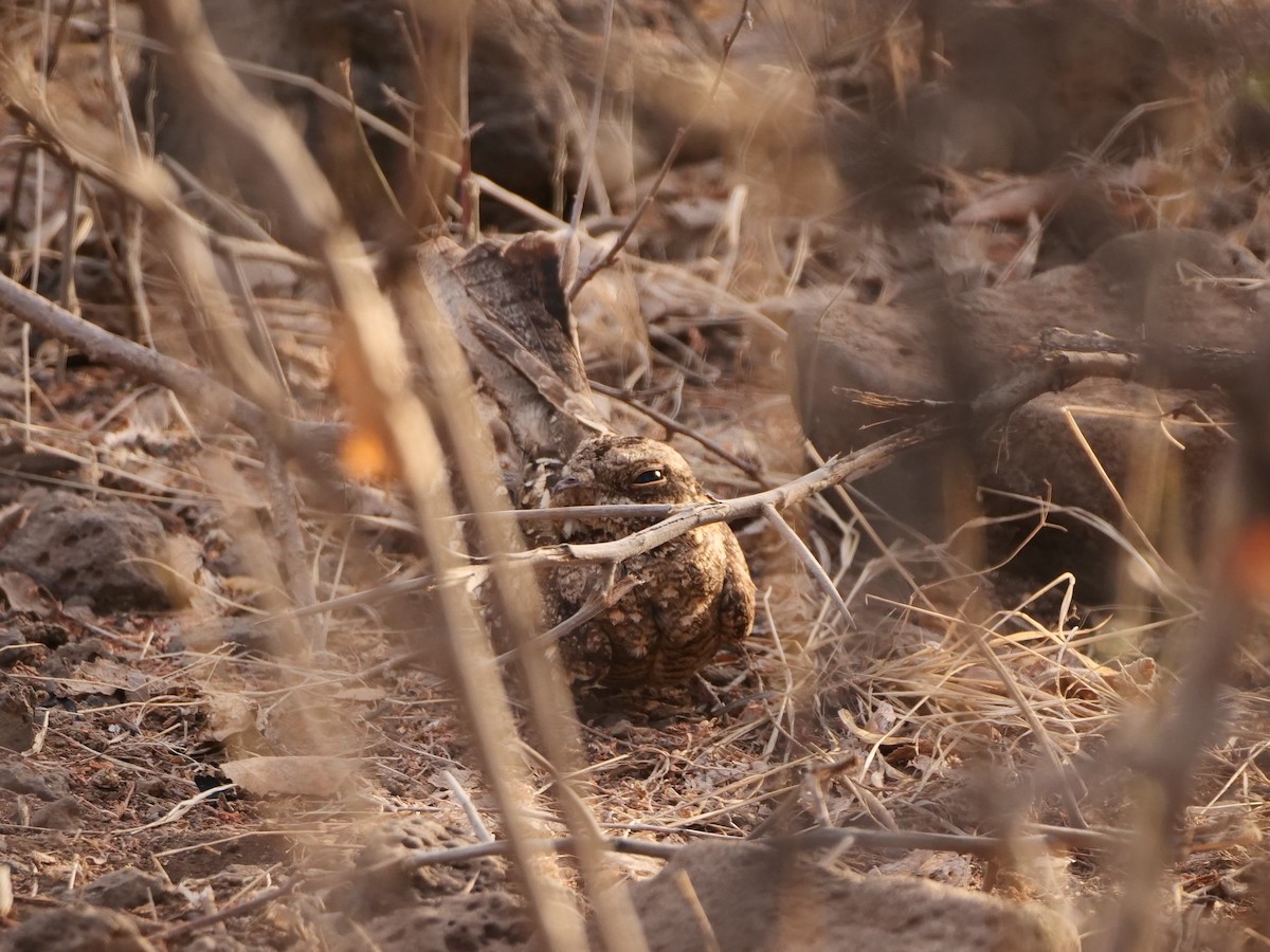 Sombre Nightjar - Brett Hartl