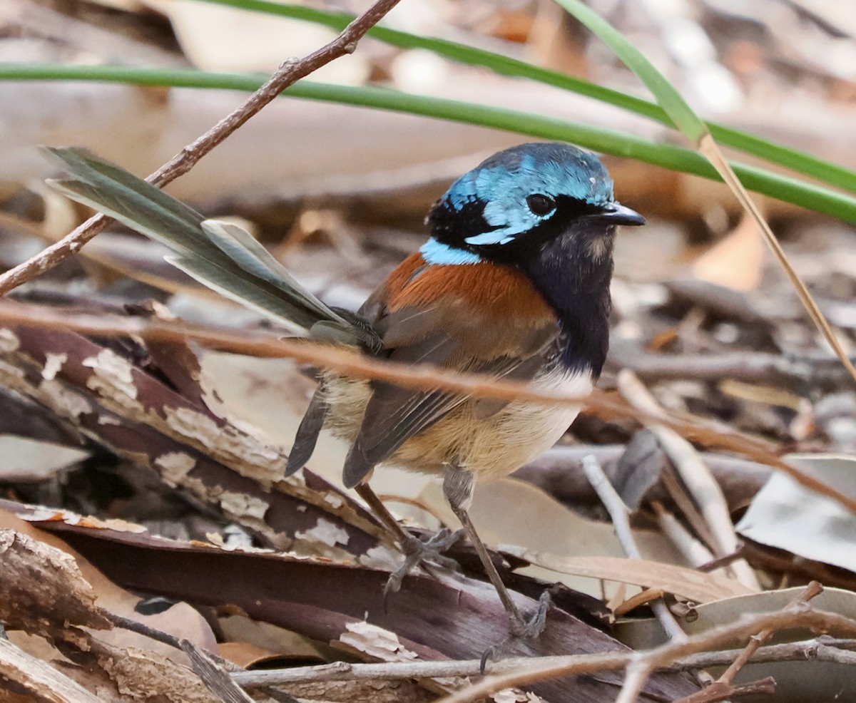 Red-winged Fairywren - Ken Glasson