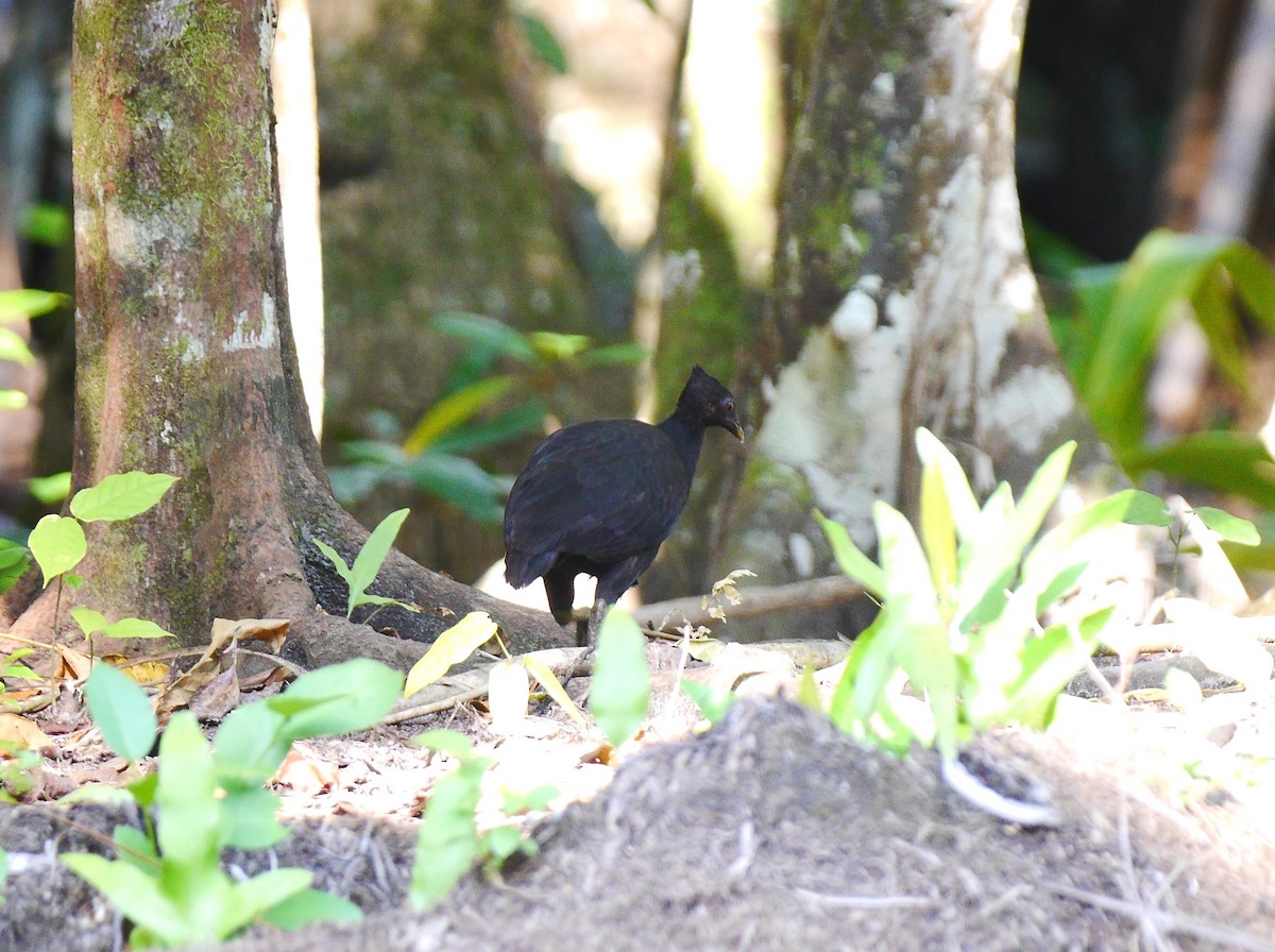 Dusky Megapode (Dusky) - ML616259468