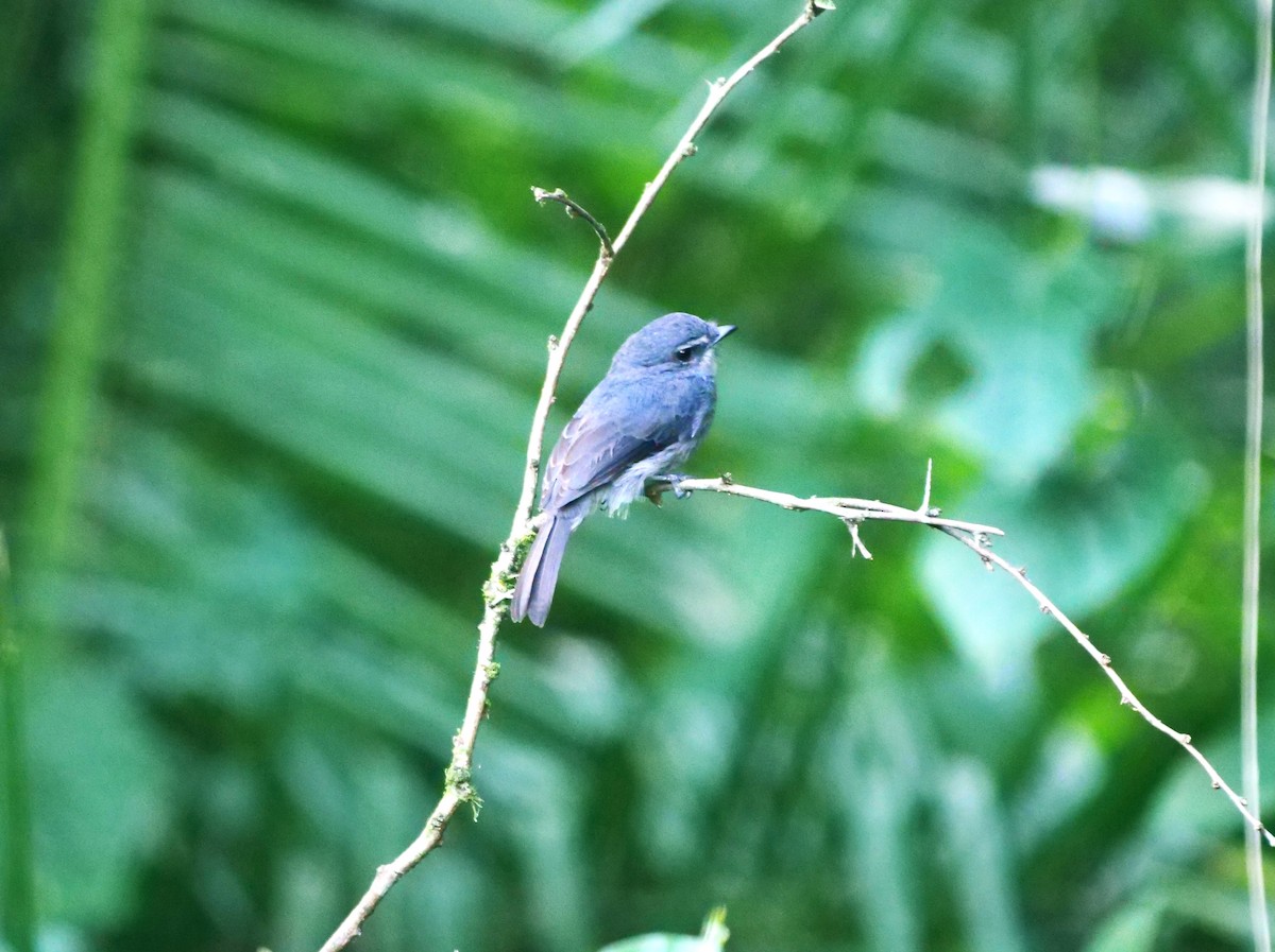 Dusky-blue Flycatcher - ML616259509