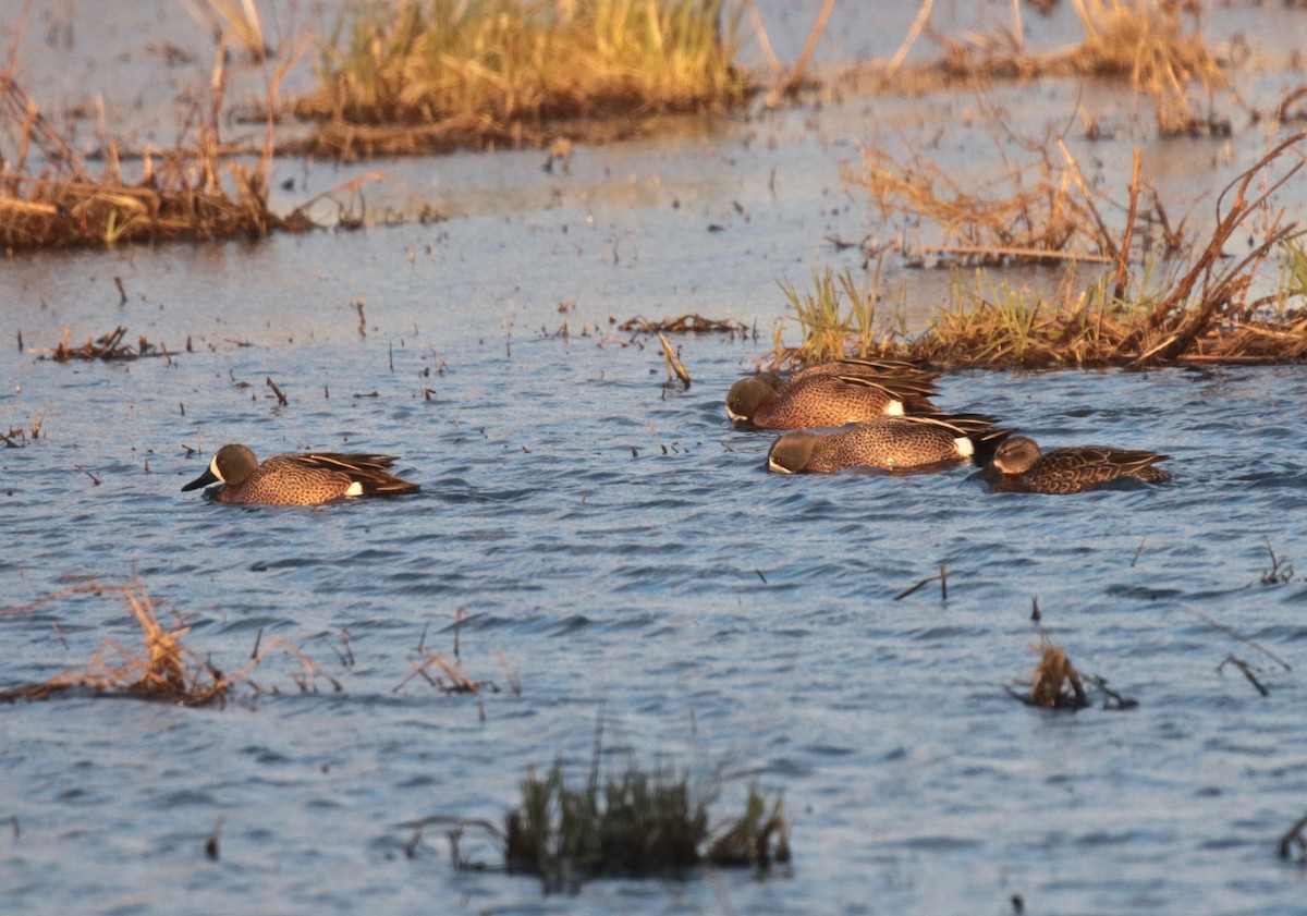 Blue-winged Teal - ML616259517