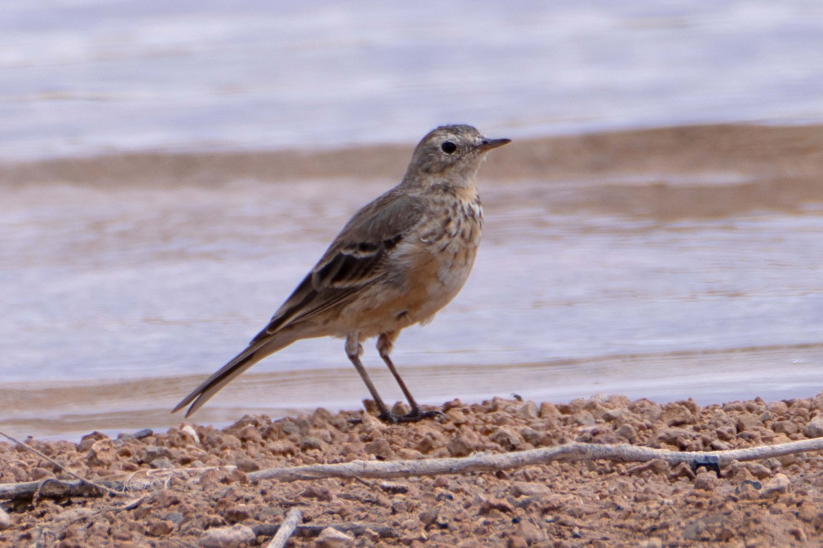 American Pipit - Susan Elliott