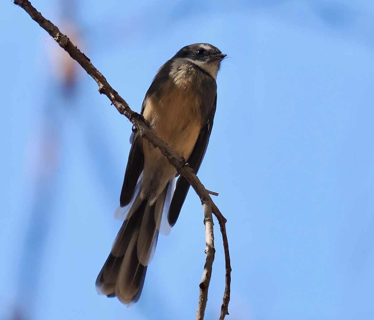 Gray Fantail (preissi) - Ken Glasson