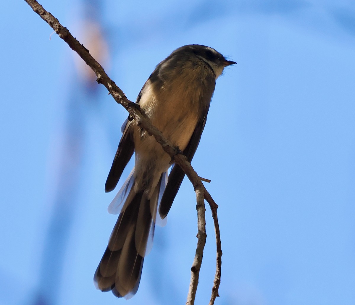 Gray Fantail (preissi) - ML616259559