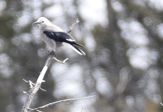 Clark's Nutcracker - ML616259570