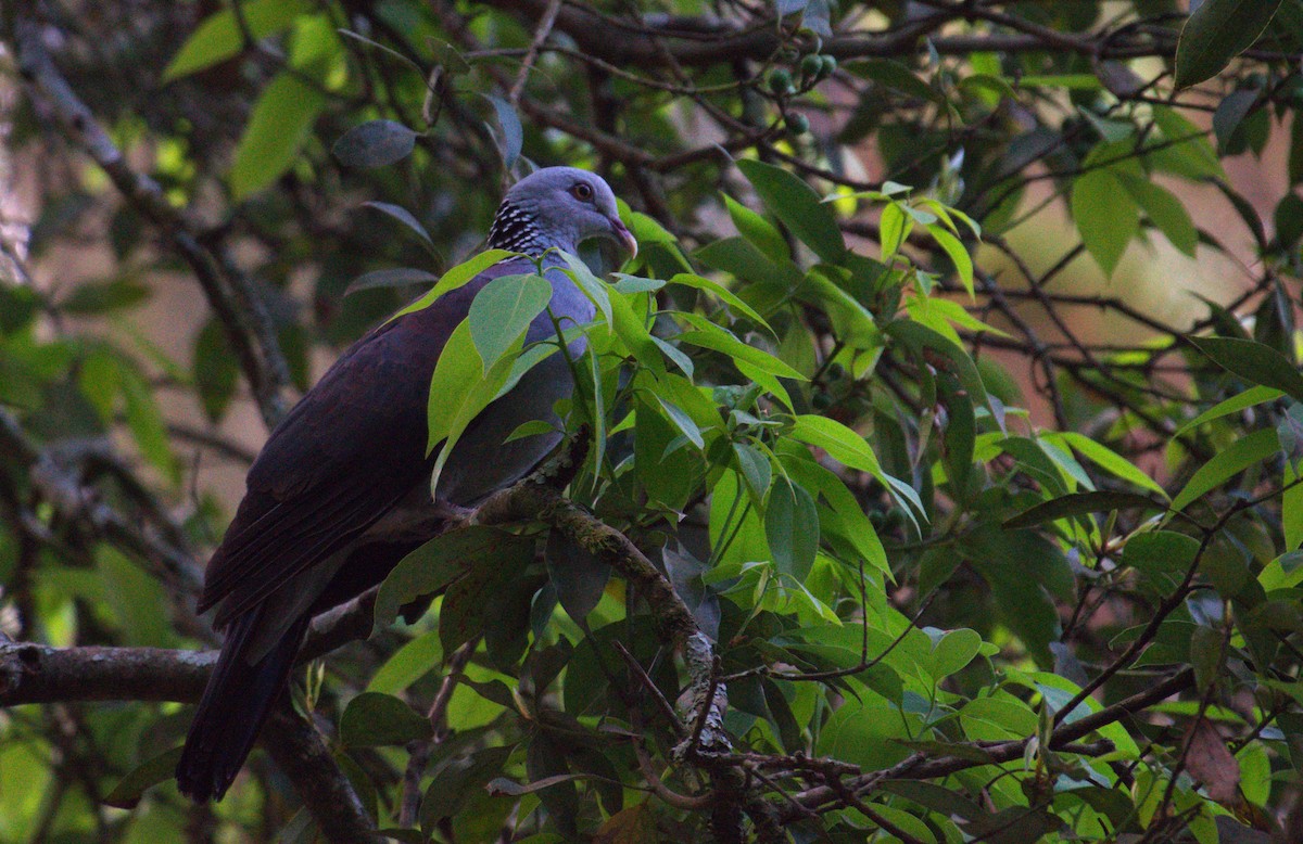 Nilgiri Wood-Pigeon - Samarth Shadakshari