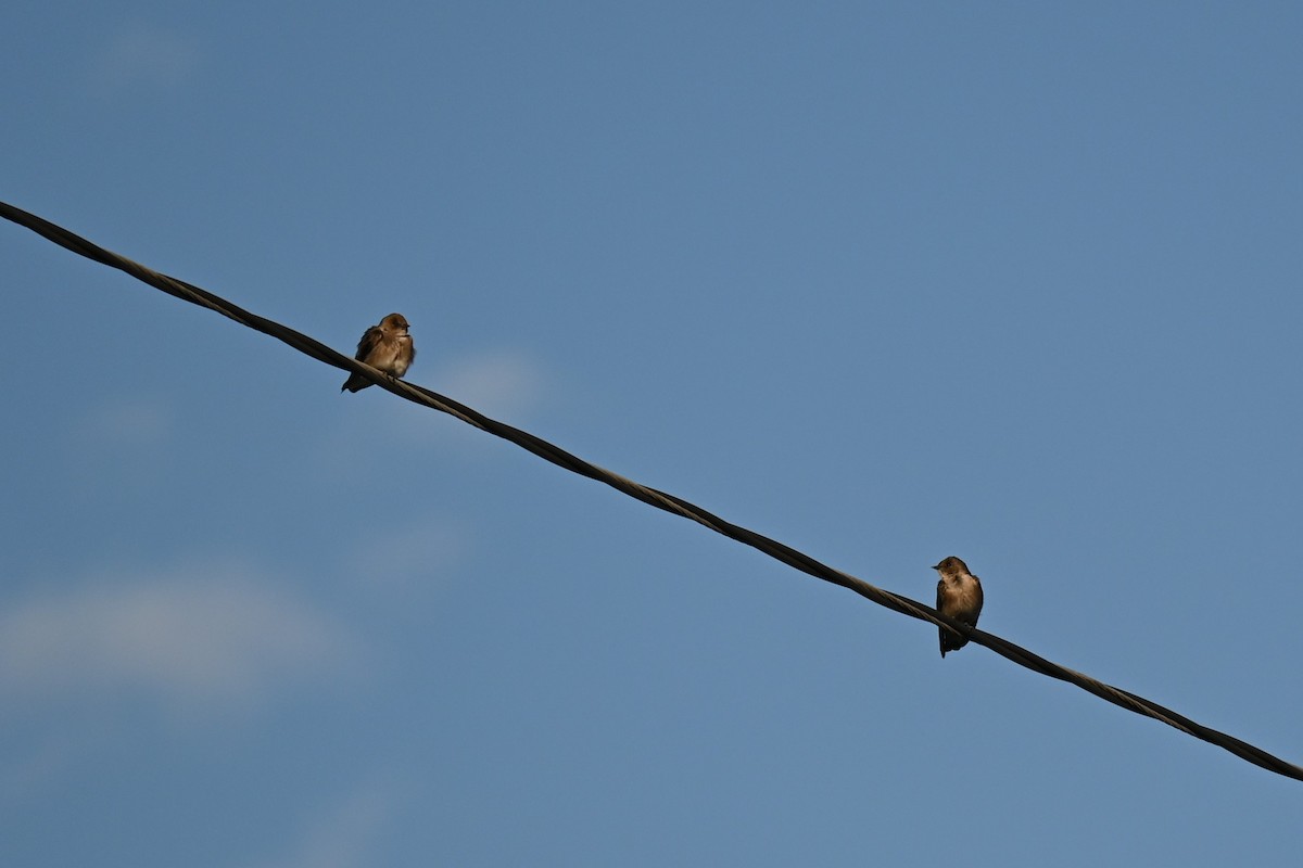 Northern Rough-winged Swallow - ML616259602