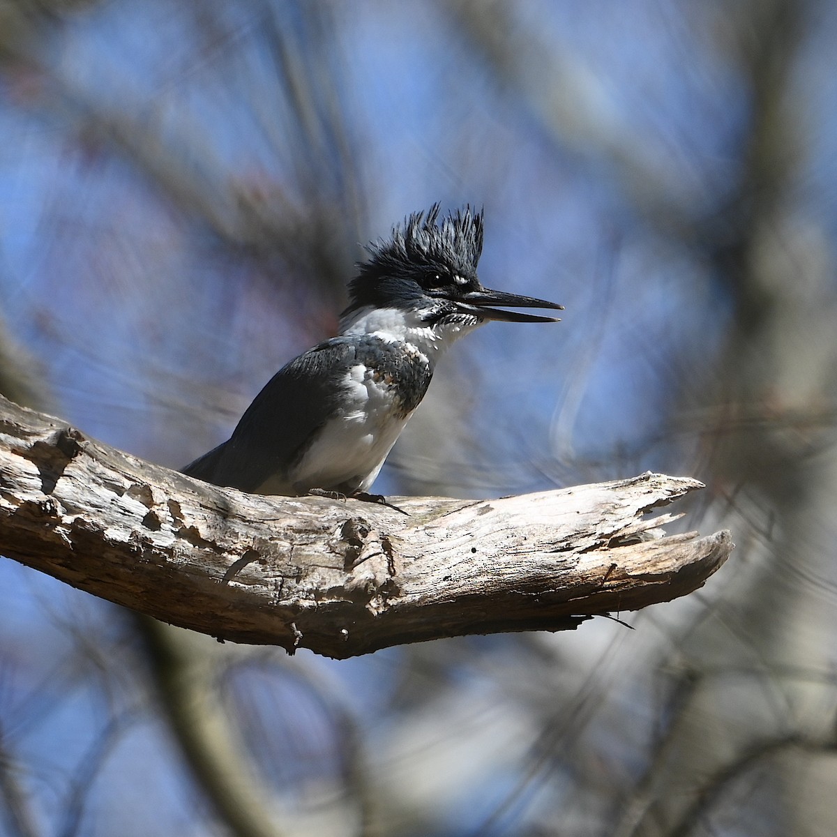 Belted Kingfisher - ML616259694