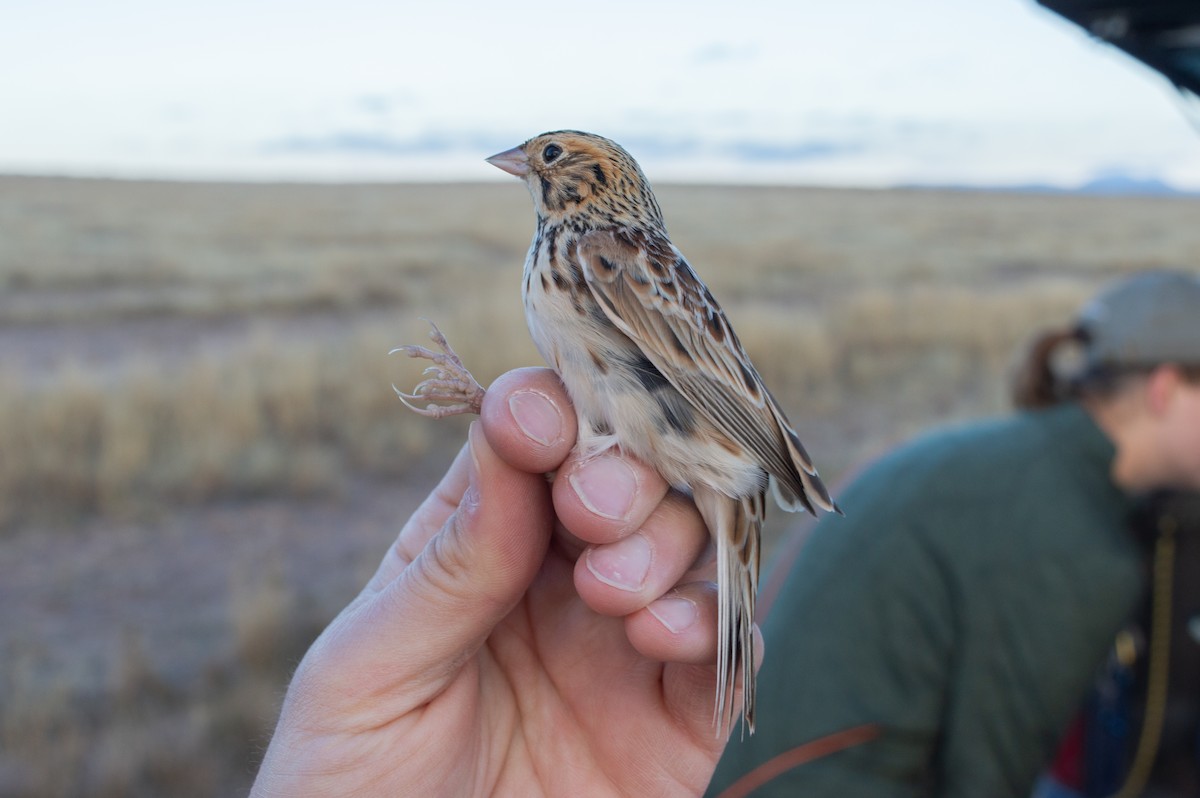 Baird's Sparrow - Trenton Voytko