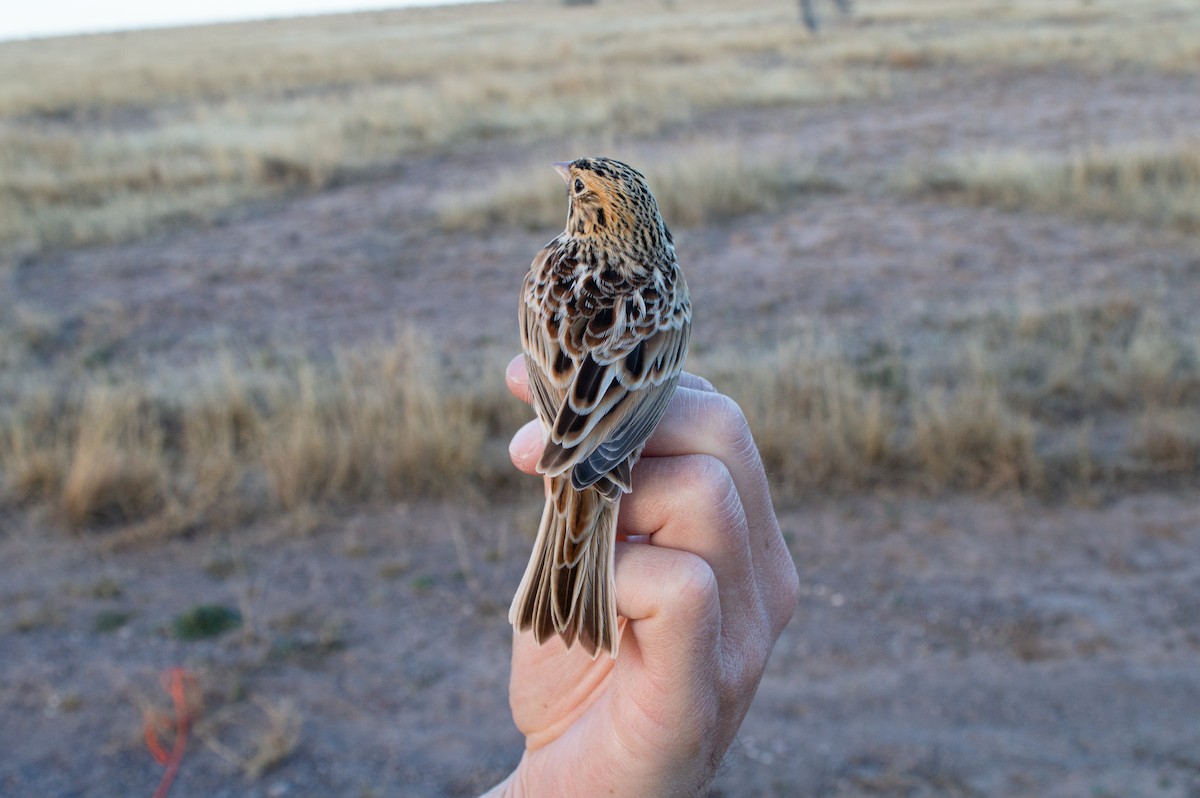 Baird's Sparrow - Trenton Voytko