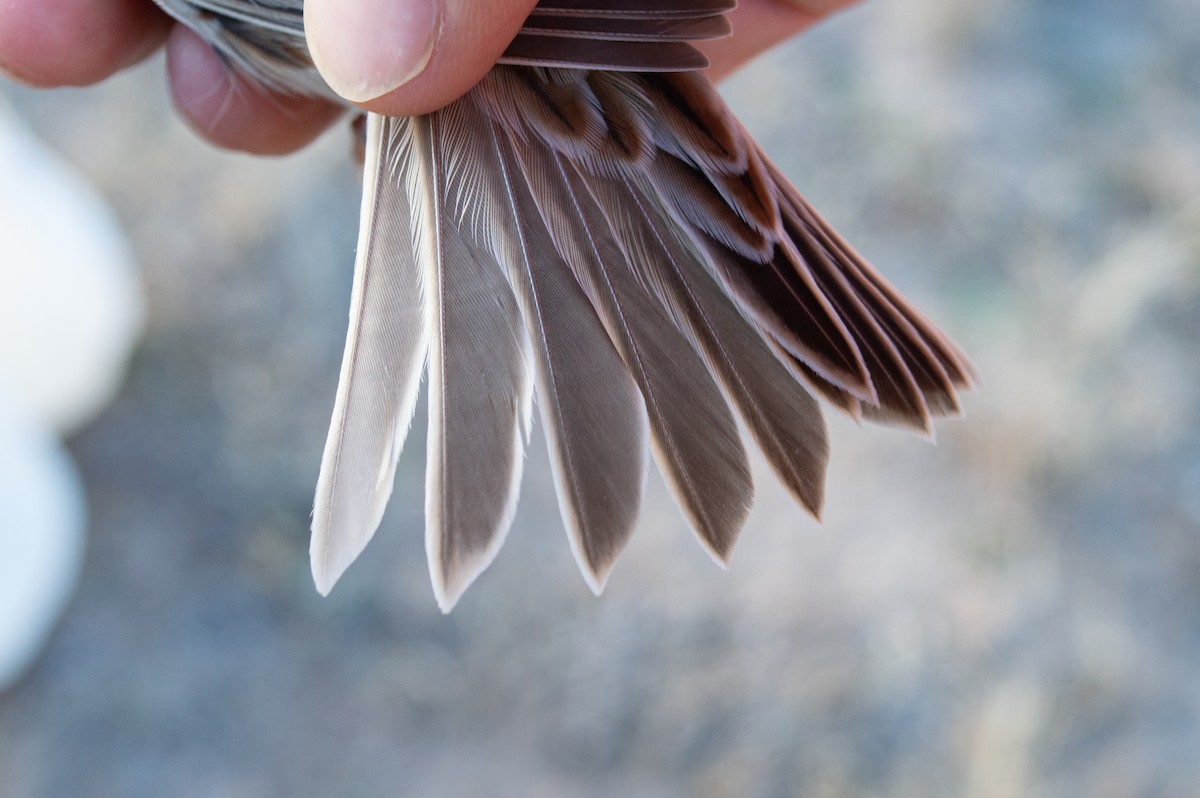 Baird's Sparrow - Trenton Voytko